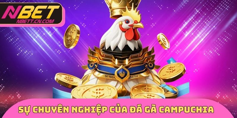 Sự chuyên nghiệp đến từ đá gà CAMPUCHIA