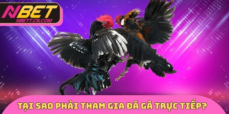Tại sao phải tham gia đá gà trực tiếp?